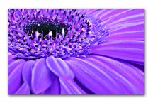 Obrazy kvetov - Fialový kvet zs3145