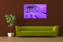 Obrazy kvetov - Fialový kvet zs3145