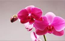 Obraz Orchidea zs3146
