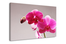 Obraz Orchidea zs3146