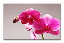 Obraz Orchidea zs3146