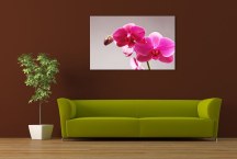 Obraz Orchidea zs3146