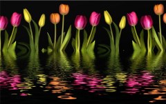 Obraz na stenu ZS - bez pomeru strán