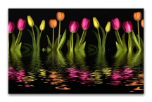 Obraz Tulipány zs3147
