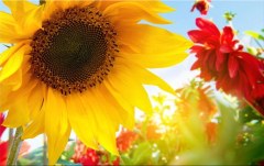 Obraz na stenu ZS - bez pomeru strán