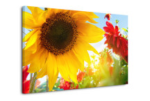 Obraz Slnečnica zs3148