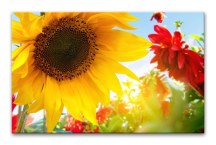 Obraz Slnečnica zs3148