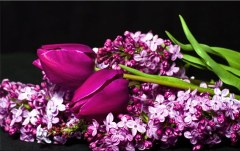 Obraz na stenu ZS - bez pomeru strán