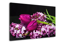 Obraz Orgován a Tulipán zs3149