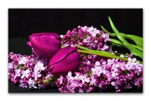 Obraz Orgován a Tulipán zs3149