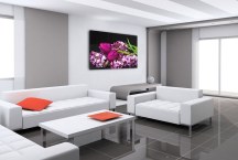 Obraz Orgován a Tulipán zs3149