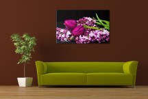 Obraz Orgován a Tulipán zs3149