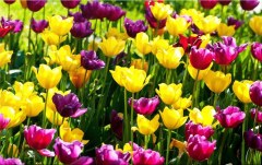 Obraz na stenu ZS - bez pomeru strán