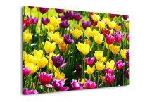 Obrazy Tulipány zs3150