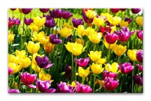 Obrazy Tulipány zs3150