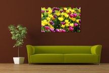 Obrazy Tulipány zs3150