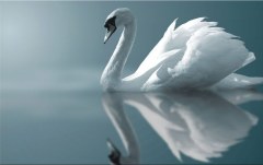 Obraz na stenu ZS - bez pomeru strán