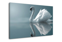 Obraz Labuť zs3151