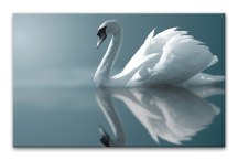 Obraz Labuť zs3151