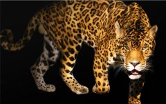 Obraz na stenu ZS - bez pomeru strán