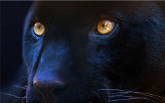 Obraz na stenu ZS - bez pomeru strán