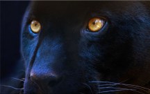 Obraz Čierny Panter zs3155