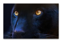 Obraz Čierny Panter zs3155