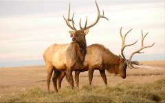 Obraz na stenu ZS - bez pomeru strán