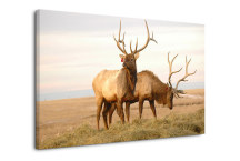 Obraz na stenu Losy zs3157