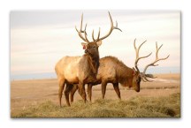 Obraz na stenu Losy zs3157