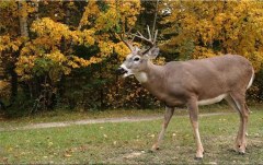 Obraz na stenu ZS - bez pomeru strán