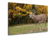 Obraz na stenu - Jeleň zs3158