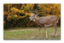 Obraz na stenu - Jeleň zs3158