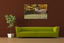 Obraz na stenu - Jeleň zs3158