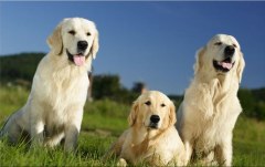 Obraz na stenu ZS - bez pomeru strán