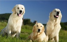 Obraz - Labrador zs3160