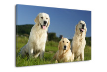 Obraz - Labrador zs3160