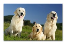 Obraz - Labrador zs3160