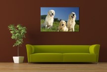 Obraz - Labrador zs3160