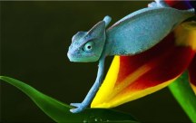 Foto obraz - Chameleón zs3161