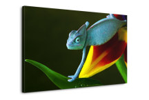 Foto obraz - Chameleón zs3161
