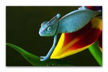 Foto obraz - Chameleón zs3161