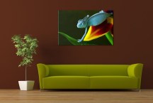 Foto obraz - Chameleón zs3161