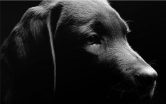 Obraz na stenu ZS - bez pomeru strán