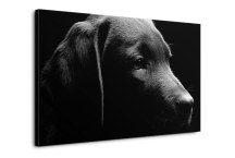 Čierny obraz - Pes zs3164