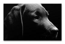 Čierny obraz - Pes zs3164
