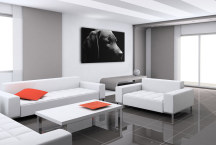 Čierny obraz - Pes zs3164