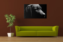 Čierny obraz - Pes zs3164