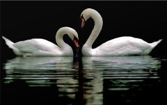 Obraz na stenu ZS - bez pomeru strán