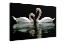 Obraz Labute zs3165